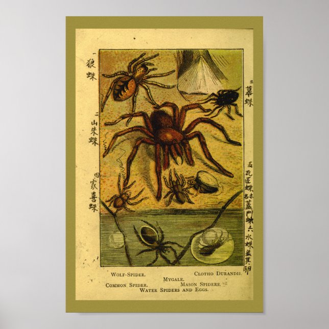Póster Vintage Spiders Tarantula Natural History Impressã (Frente)