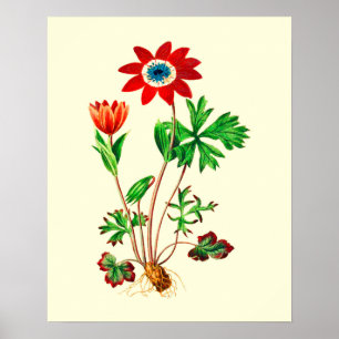 Poster Vintage Star Anemone Flower