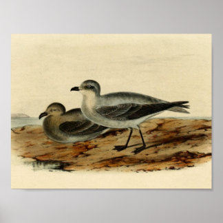 Poster Vintage Storm Petrel Bird