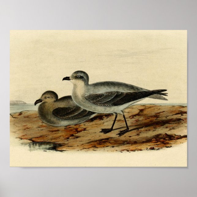 Poster Vintage Storm Petrel Bird (Frente)