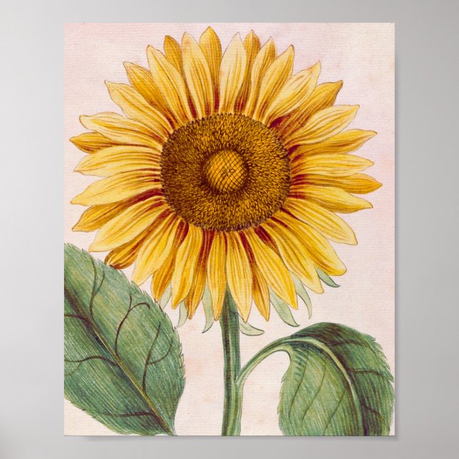 Poster Vintage Sunflower Happy Flower (Frente)