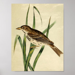 Poster Vintage Swamp Swallow