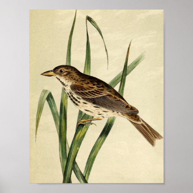 Poster Vintage Swamp Swallow (Frente)
