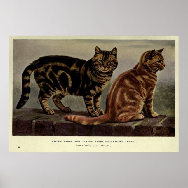 Poster Vintage Tabby Cat Painting (1902) (Frente)