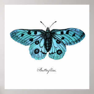 Poster Vintage Teal Blue Butterfly Drawing - Butterflies