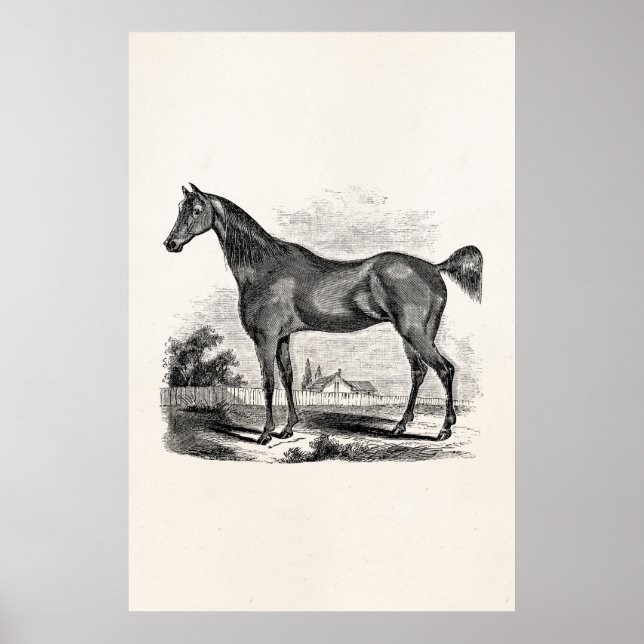 Póster Vintage Thoroughse Horse Equestre Personalizado (Frente)