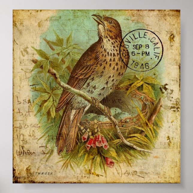Póster Vintage Thrush (Frente)