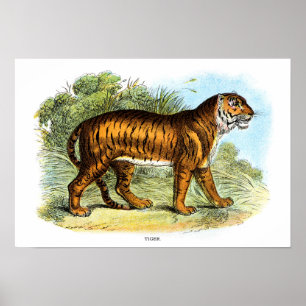 Poster Vintage Tiger Animal Illustration