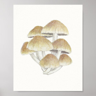 Poster Vintage Toadstool Mushroom Fungi