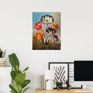 Poster Vintage Variegated Tulip Flowers in a Landscape