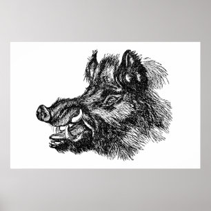 Póster Vintage Vicious Wild Boar w Tusks Modelo