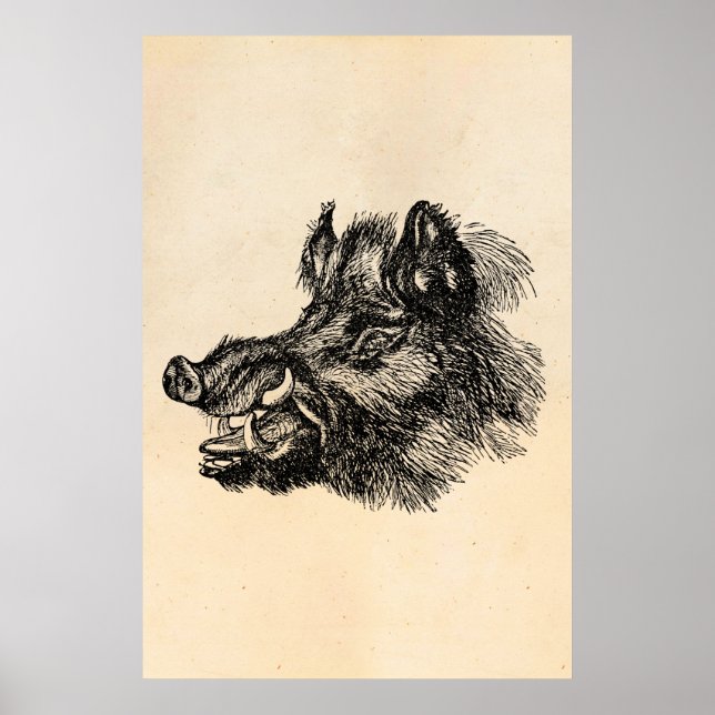 Poster Vintage Vicious Wild Boar w Tusks Modelo (Frente)