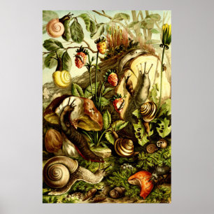 Poster Vintage Victorian Era 1890 Snails