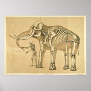 Póster Vintage - Visão Comparativa Humana e Elefante
