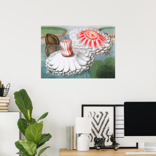 Póster Vintage Waterlily Flowers em um Pond
