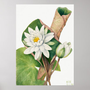Poster Vintage WaterLily Illustration