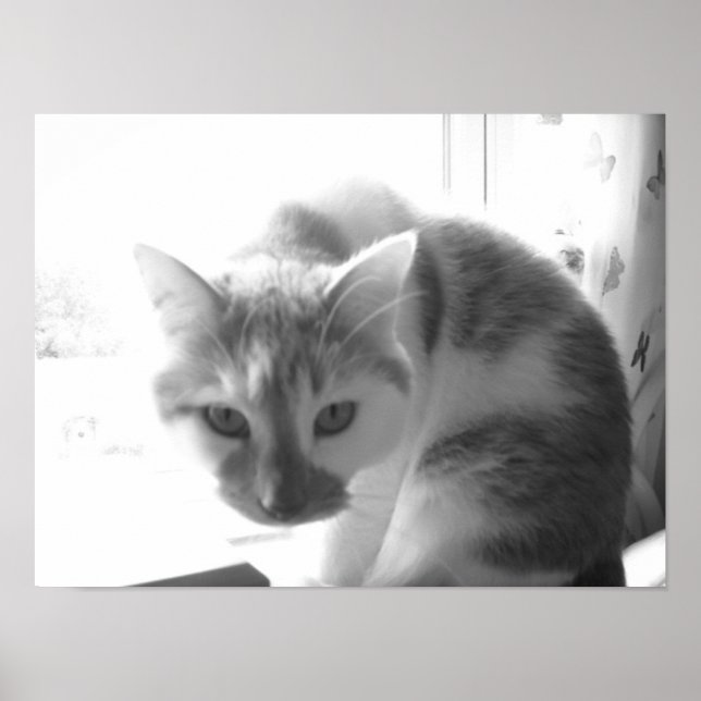 Poster Vintage White Cat (Frente)