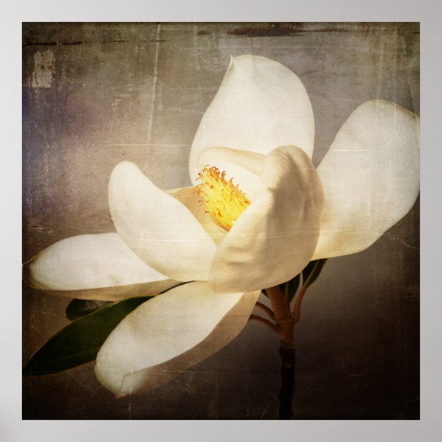 Poster Vintage White Magnolia Tree Flor Paraminho Castanh (Frente)