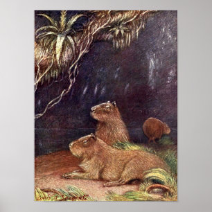 Poster Vintage Wild Animais, Capybara, por Louis Sargent