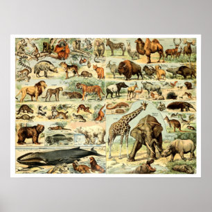 Poster Vintage Wild Animais por Adolphe Millot