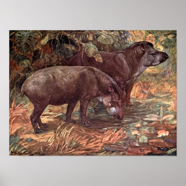 Poster Vintage Wild Animals, Tapirs by Winifred Austen (Frente)