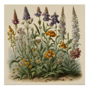Póster Vintage Wildflower