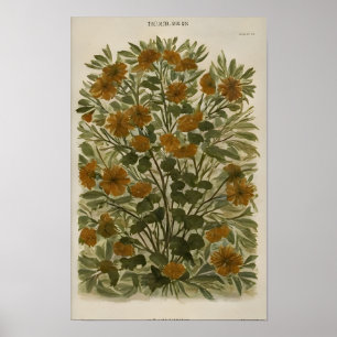 Poster Vintage Wildflower on Aged Paper - Rustic