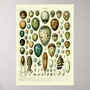 Poster Vintage Wildlife Egg Art de Adolphe Millot
