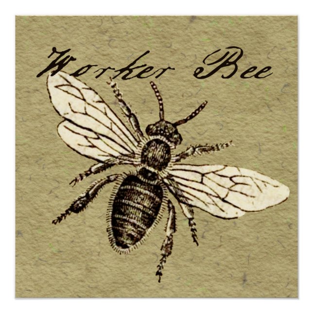 Póster Vintage Worker Bee Insett Illustration Antique (Frente)