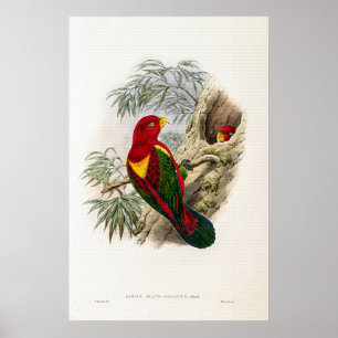 Poster Vintage Yellow-mantled Lory, de John Gould