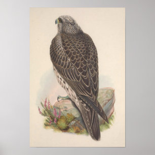Poster Vintage Young Islândia Falcon Bird GC