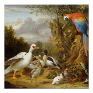Póster VintageA Macaw Ducks e outras aves