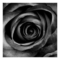 Vintagem Floral Decorativa de Flor Rosa Preta