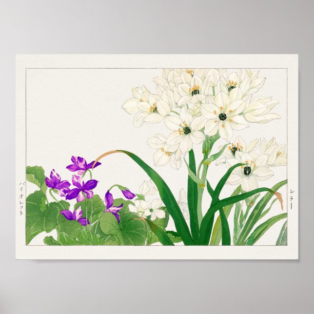 Poster Viola, flor de estrela árabe de Tanigami Konan (Frente)