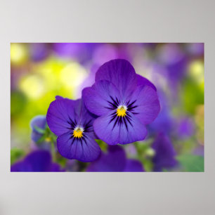 Poster Violas roxas