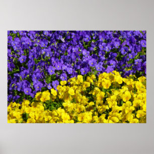 Poster Violas roxas e amarelas coloridas