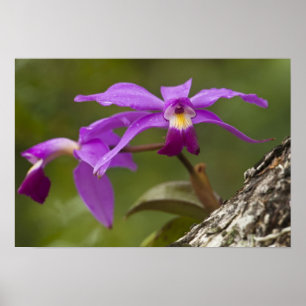 Poster Violet Cattleya Orchid Cattleya violacea)