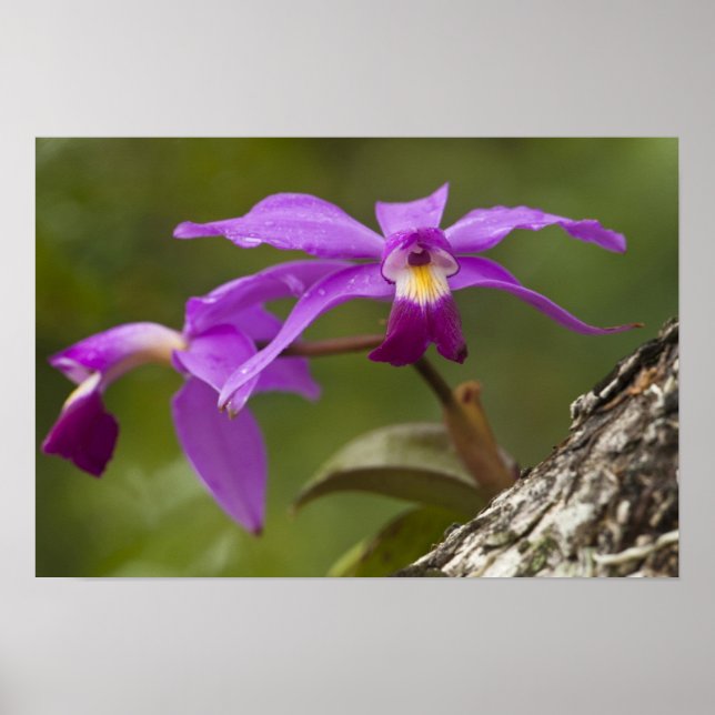 Poster Violet Cattleya Orchid Cattleya violacea) (Frente)