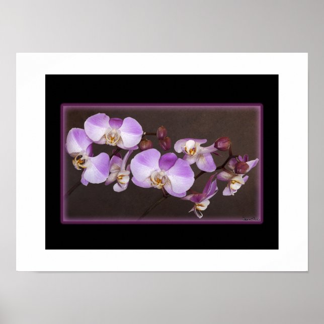 Póster Violet e Orquídea Branca Fecham Fotografia (Frente)