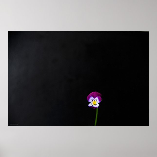 Poster Violet Flower wapm (Frente)