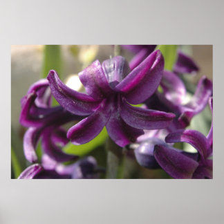 Poster Violet Hyacinths