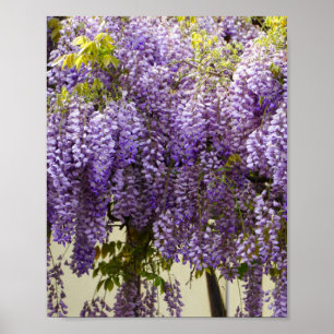 Poster Violet Wisteria Flowers
