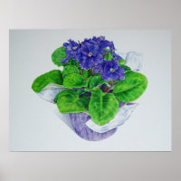 Violeta africana