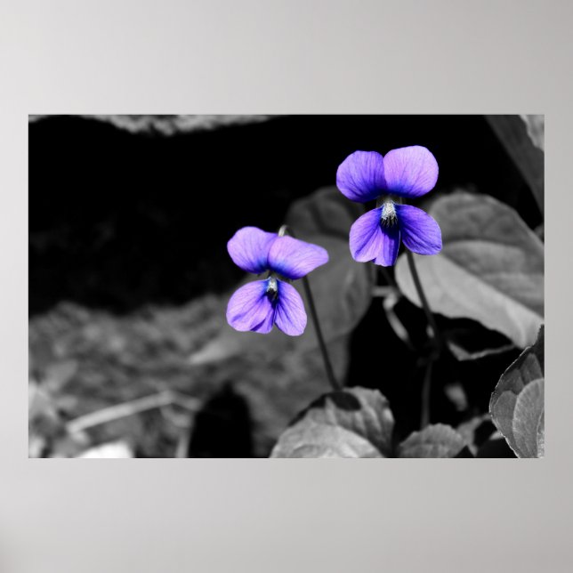 Póster Violeta fatal (Frente)