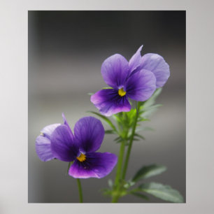 Póster Violetas
