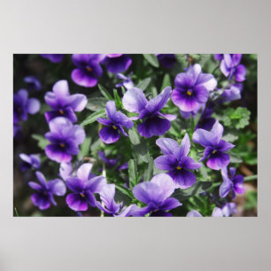 Poster Violetas