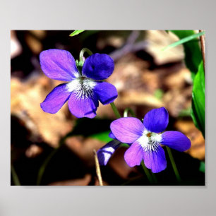 Poster Violetas desafiadas