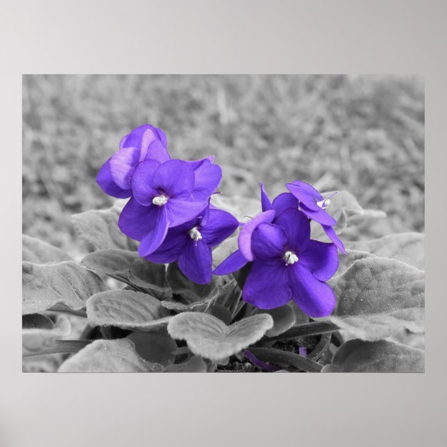 Poster Violetas Roxas, (Frente)