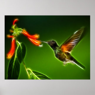 Póster Violetear Hummingbird Verde