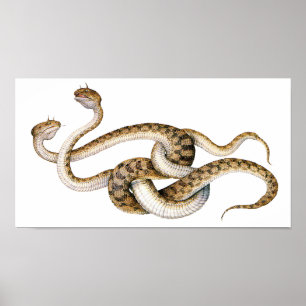 Póster Vipers Cavalos